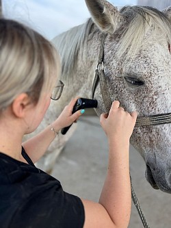 Pferdephysio, Hundephysio, Akupunktur